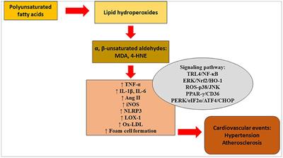 Lipid Oxidation Products on Inflammation-Mediated Hypertension and Atherosclerosis: A Mini Review